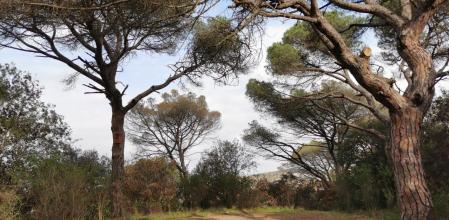 Otoño en los bosques de La Conreria.