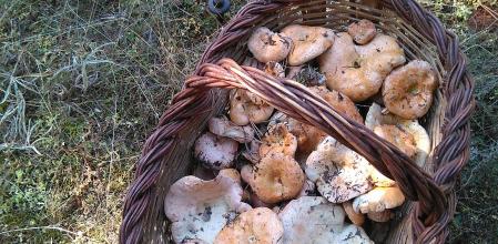 Bolets en vilafranca del penedes