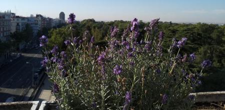 Madrid desde la terraza enjardinada.