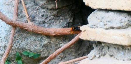 Avispa asiática en Pedralbes.