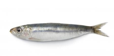 Sardina