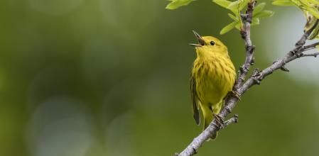 Una Reinita Amarilla canta durante una mañana de verano en el sur de Alaska.