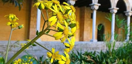 Farfugium japonicum en el Claustro del monasterio de Pedralbes.