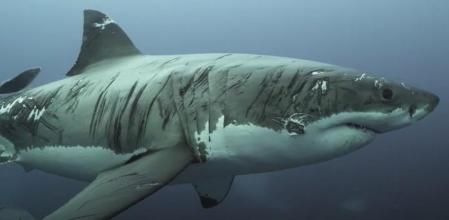 El tiburón lleno de heridas