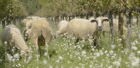 Ovejas de la finca Mas La Plana de Torres