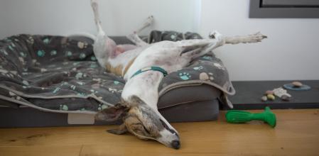 Todos tenemos nuestros rituales a la hora de irnos a dormir, y con los perros ocurre exactamente lo mismo