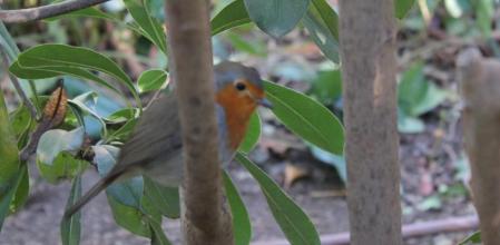 Petirrojo en los Jardines de la Tamarita.