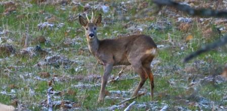 Cabirol en Muntanyola.