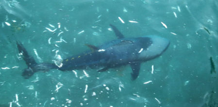 El atún Roser en el muelle de L'Escala.