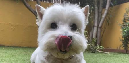 Dina, jugando con una pelota.