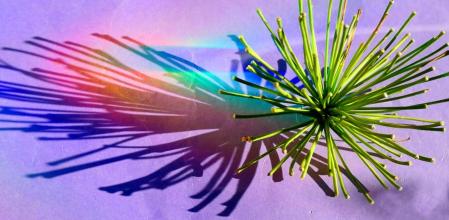 Cometa de agapanto por Navidad.