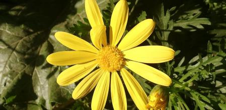 ¿Cuántos simbolismos tiene la margarita?