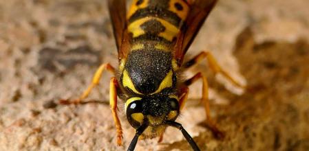 La avispa asiática ha vuelto a Pedralbes.