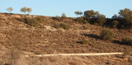 Reto visual: ¿Dónde está el conejo?