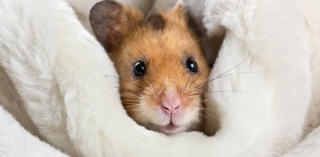 El hámster es uno de los animales más requeridos como primera mascota