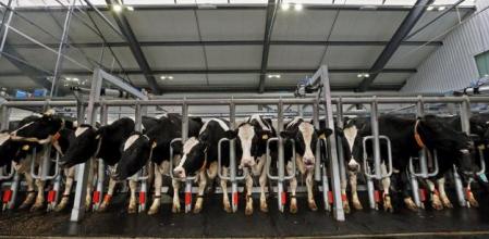 Vacas lecheras estabuladas en una macrogranja