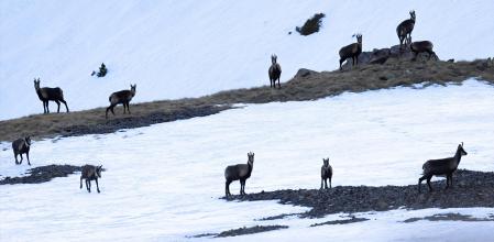 Grupo de rebecos en Andorra.