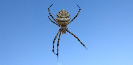 La araña argiope lobata.