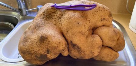 El tubérculo pesa 7,9 quilos y fue hallado en una pequeña granja de Nueva Zelanda&nbsp;