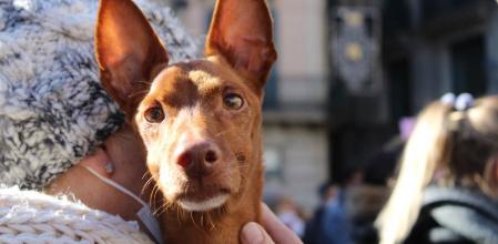 Manifestación en Barcelona contra la experimentación con animales.