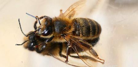 Abeja fotografiada en Pedralbes.