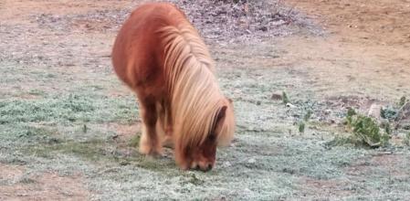 El poni del campo helado de Sant Fost de Campsentelles.