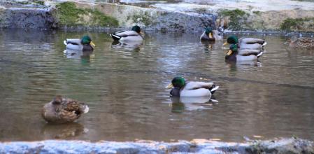 Helada en la riera de Rupit.