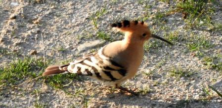 Abubilla retratada en Pedralbes.