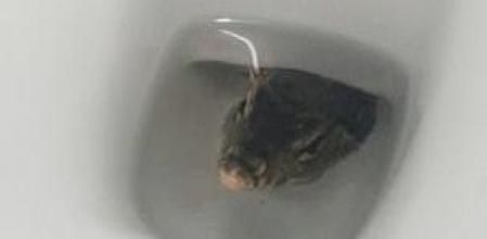 El inquietante hallazgo de un turista en un lavabo de Tailandia: “algo sucio se movía en el inodoro“”