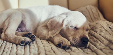 Los perros también sueñan, según corroboran investigadores de Harvard.&nbsp;