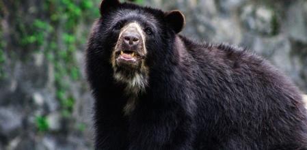 Ejemplar de oso andino