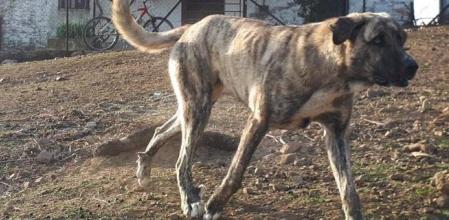 Una mastina atigrada