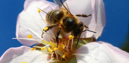 La flor del almendro.