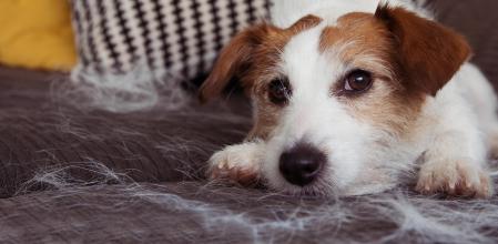 Los mejores trucos y opciones para eliminar el pelo de tus mascotas en casa