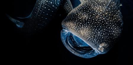 Esta es la imagen con la que Rafael Fernández Caballero se ha convertido en Fotógrafo Submarino del Año 2022