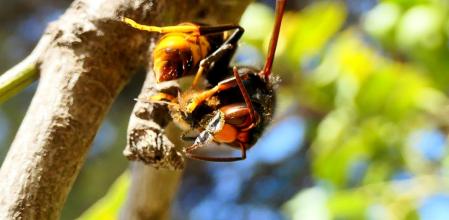 Avispa asiática decapitando a una abeja.