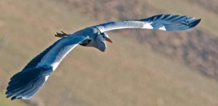 El vuelo de la garza.