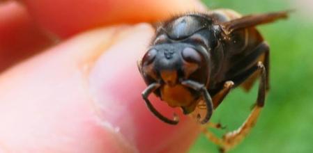 Avispa asiática retratada, muerta, en los jardines del monasterio de Pedralbes.