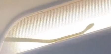 Una serpiente irrumpe en medio de un vuelo y desata pánico entre los pasajeros