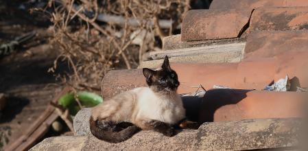 Gato atento posado en un tejado.