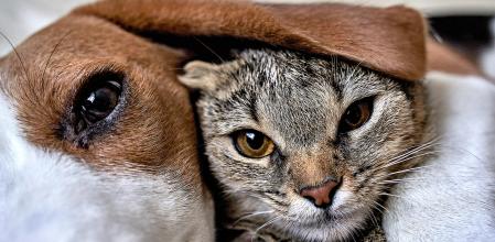 Un perro y gato juntos