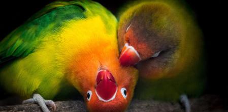 Dos ejemplares de Agapornis