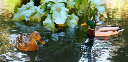 Patos en el claustro del monasterio de Pedralbes.