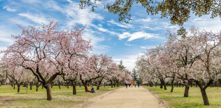 Almendros en floren la Quinta de los Molinos (Madrid)