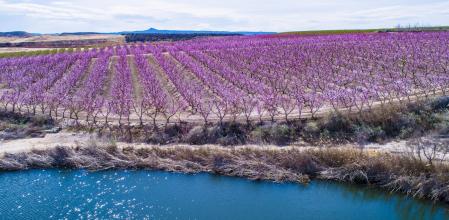 Los melocotoneros en flor de Aitona (LLeida)