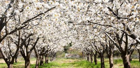 Cerezos en flor de Jerte (Cáceres)