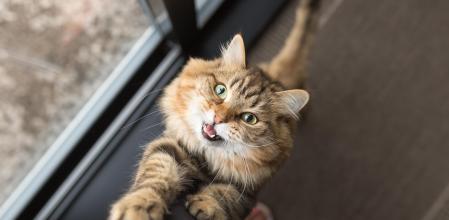 Debemos enseñar a nuestro gato que hay momentos de juego y también momentos de descanso y deben respetarlo