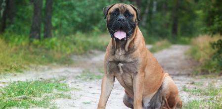 Bullmastiff