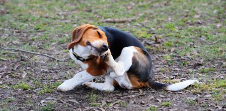 Perro rascándose
