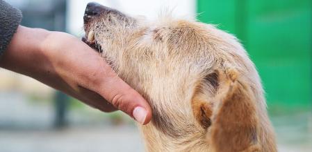 Uno de los perros del refugio de Mataró